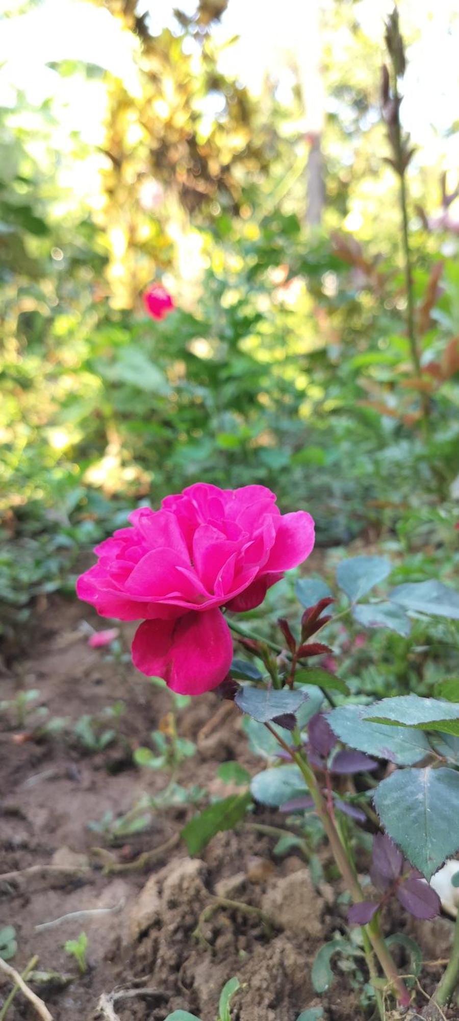 Royal Palm Homestay ماديكيري المظهر الخارجي الصورة